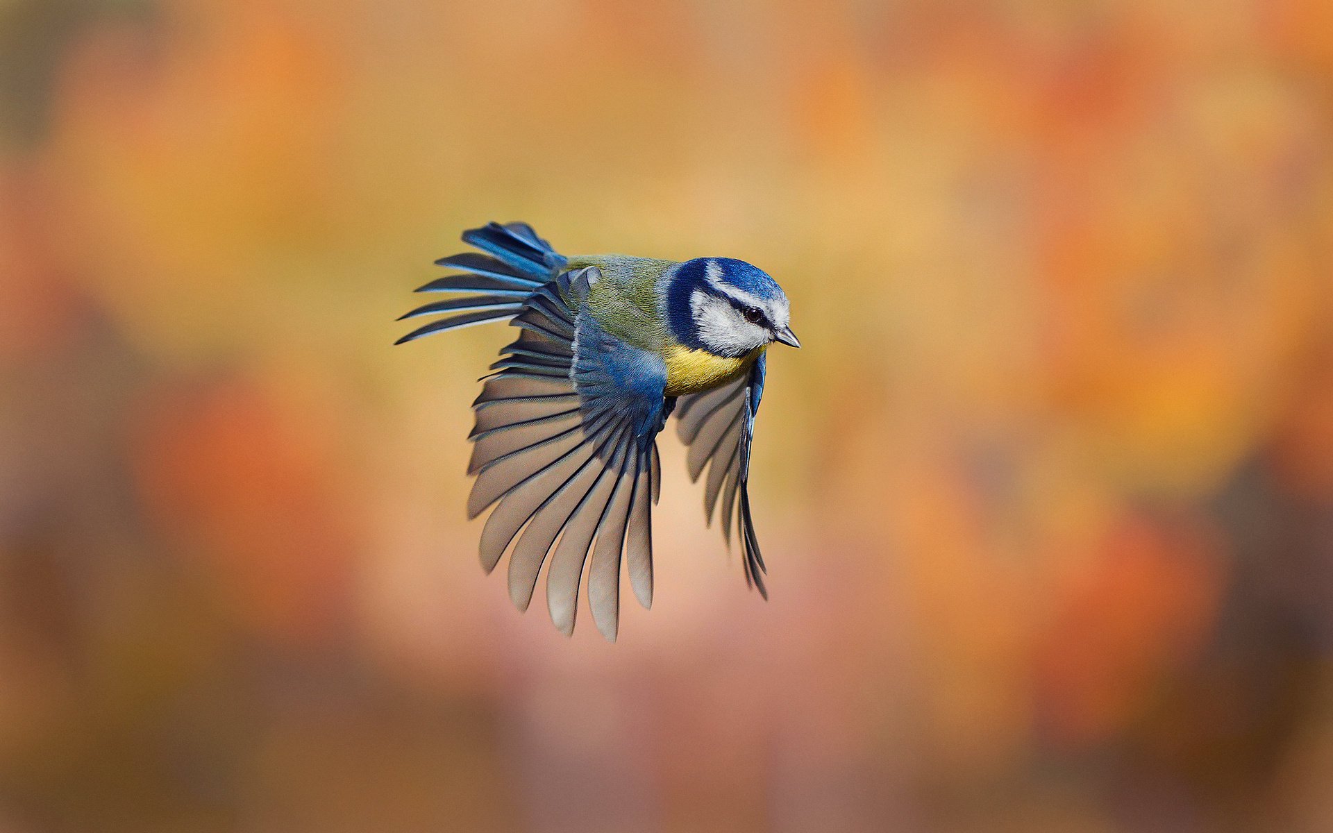 oiseau romarin mésange fond vol