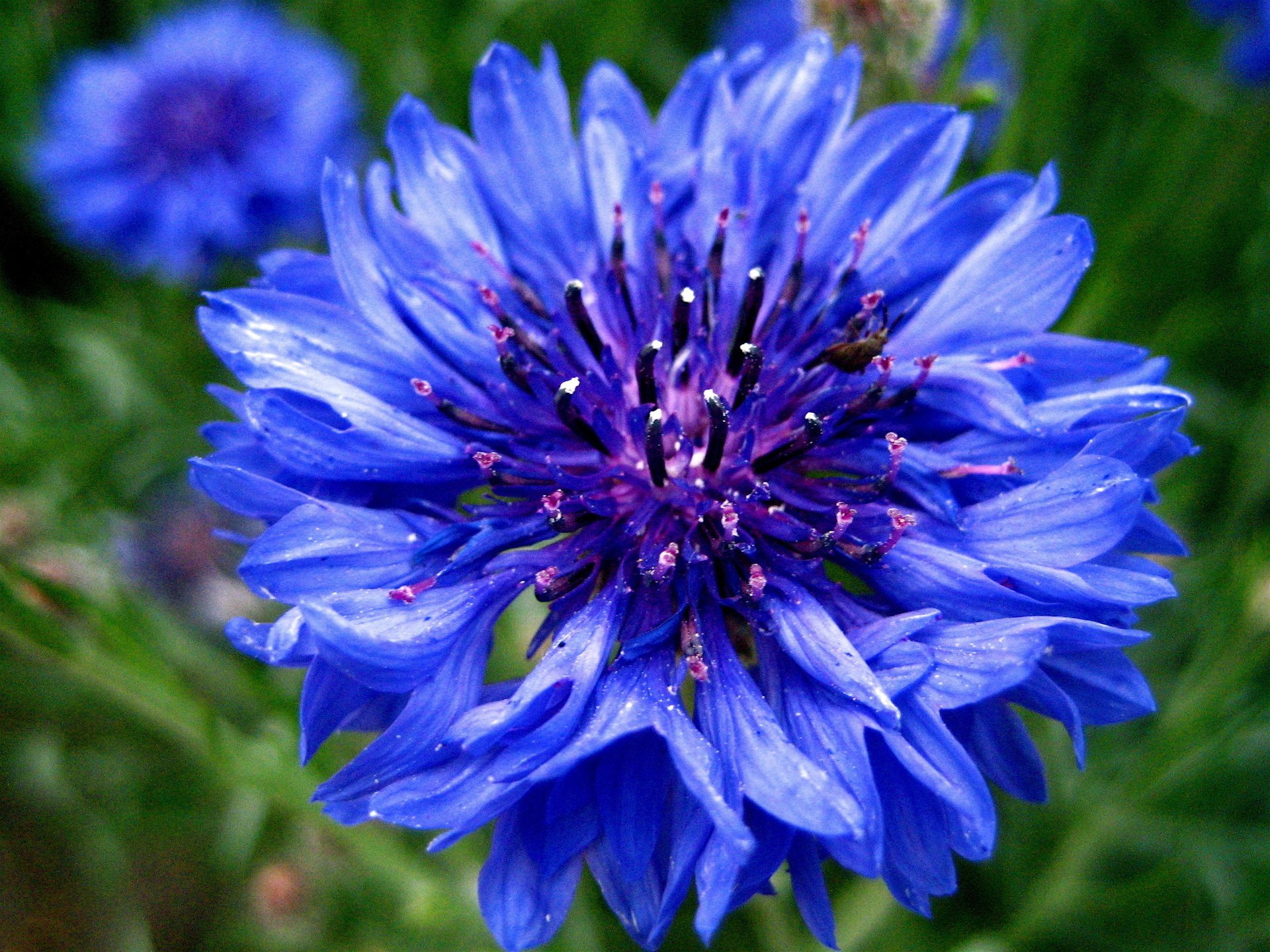 centaurea cornflower aciano azul aciano azul flor