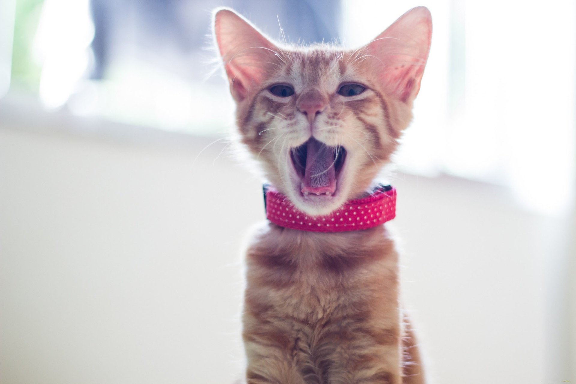 kitty collar red yawn