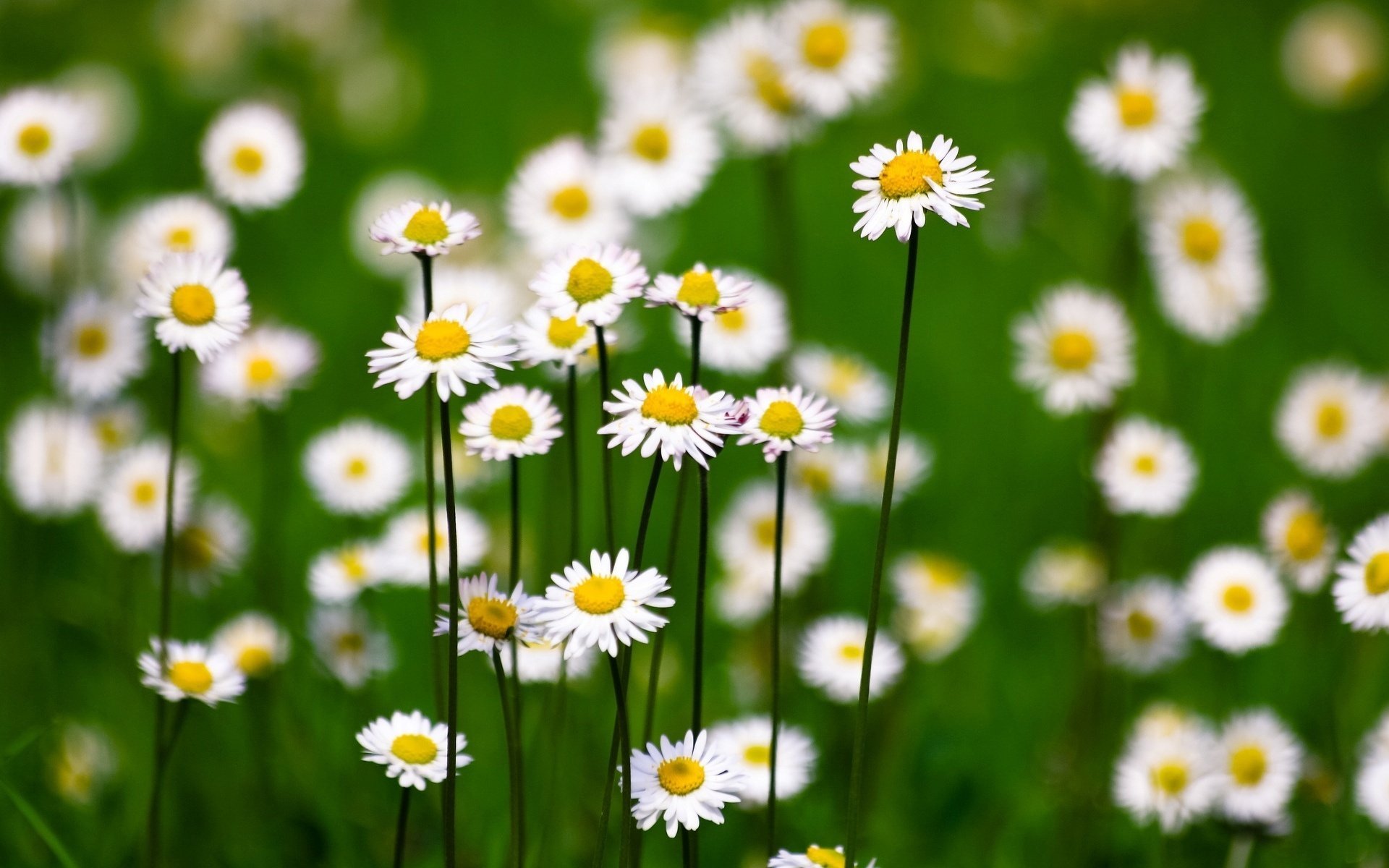 fleurs fleur vert fleurs marguerites flou