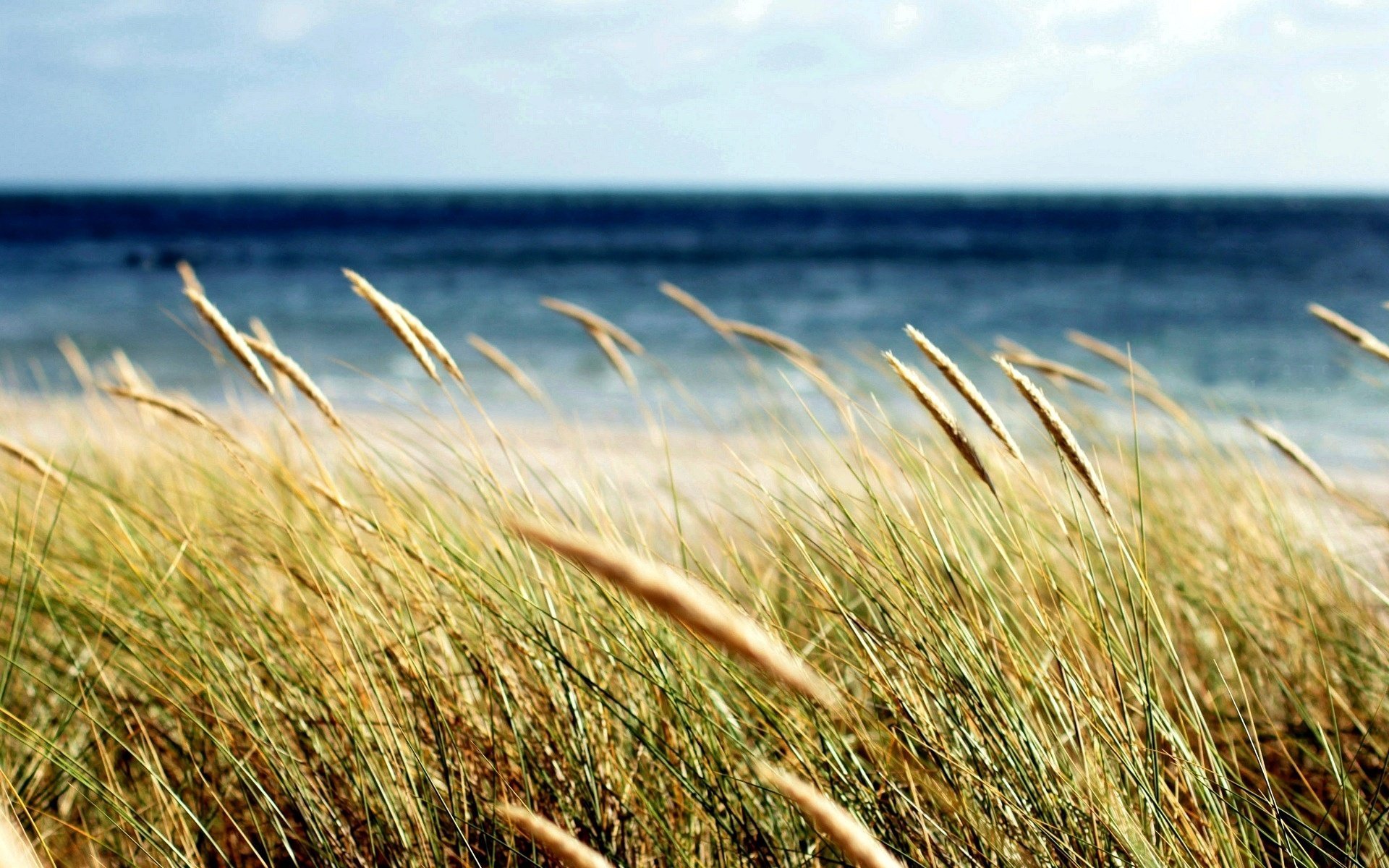 macro plant spikelets field rye wheat ear