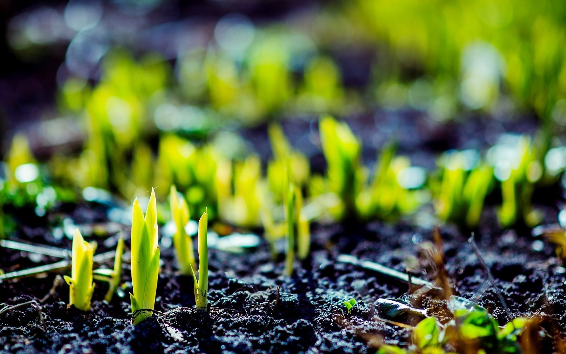 macro earth background macro sprout green plant greenery