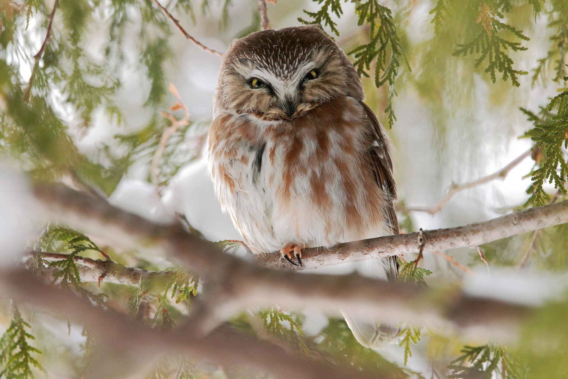 bird owl branches nature tree