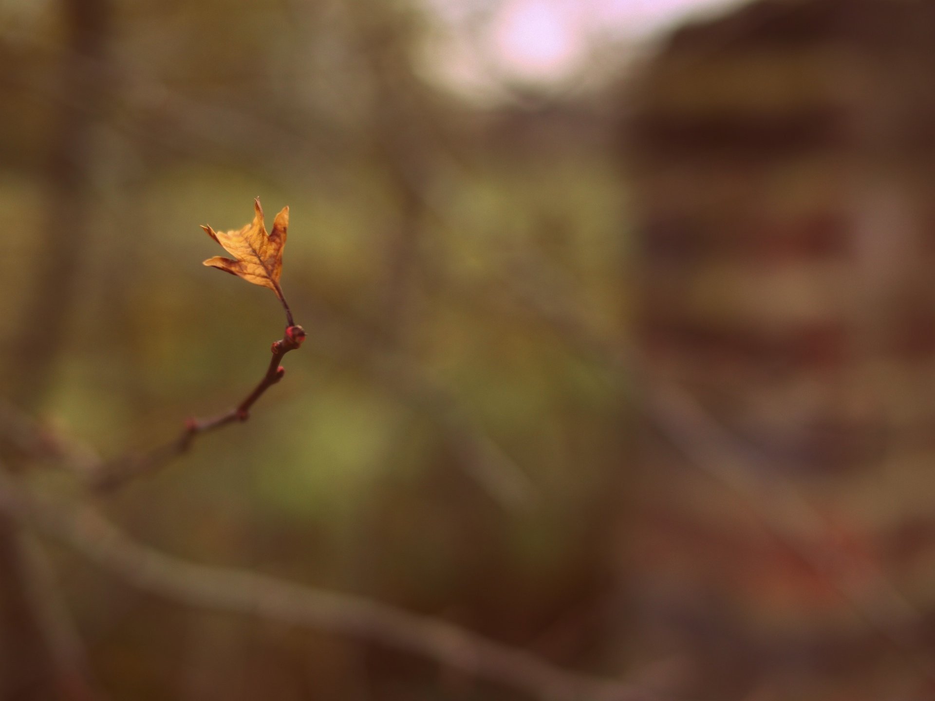 macro branch blur leaf background leaf twig