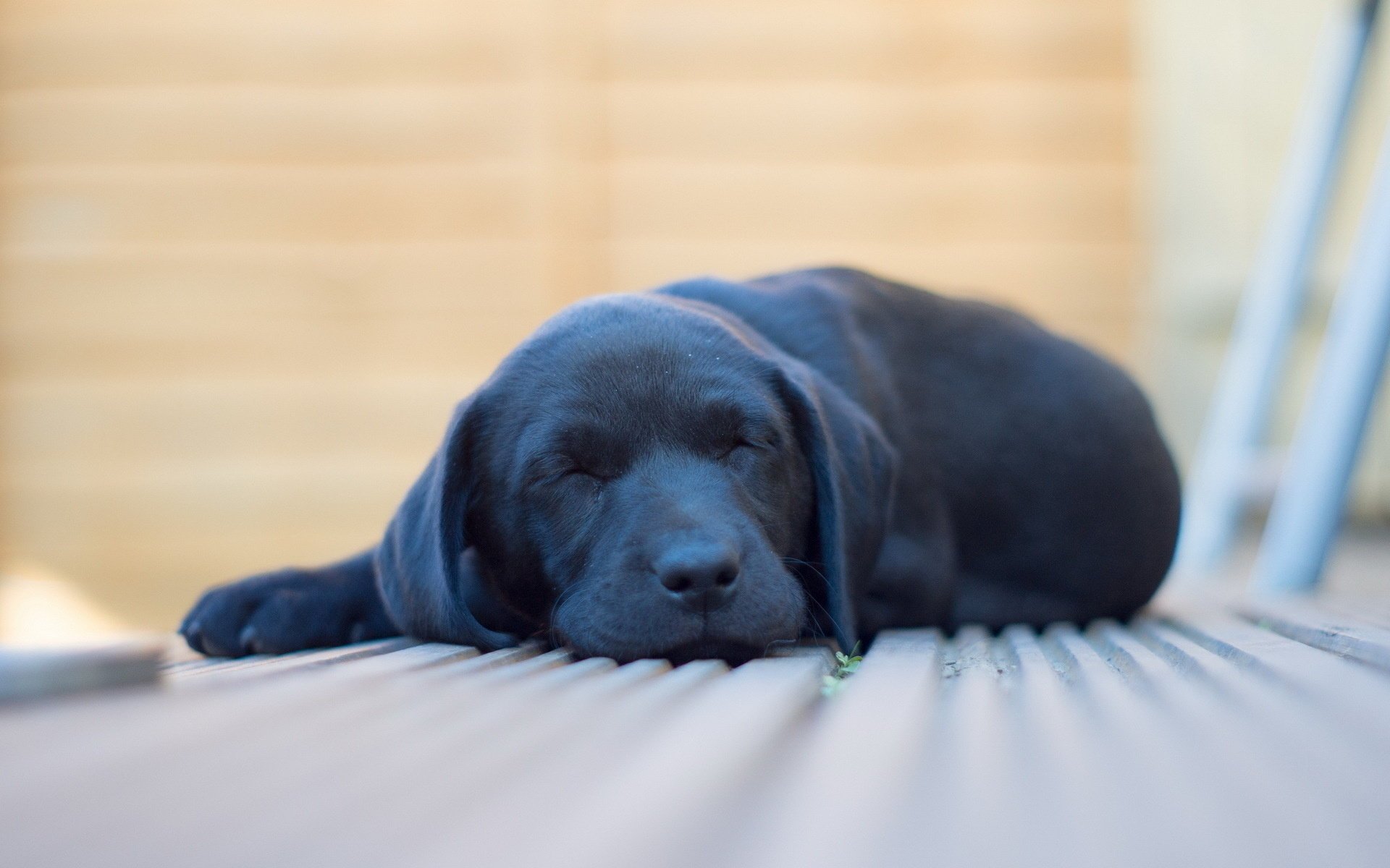 chien confort maison