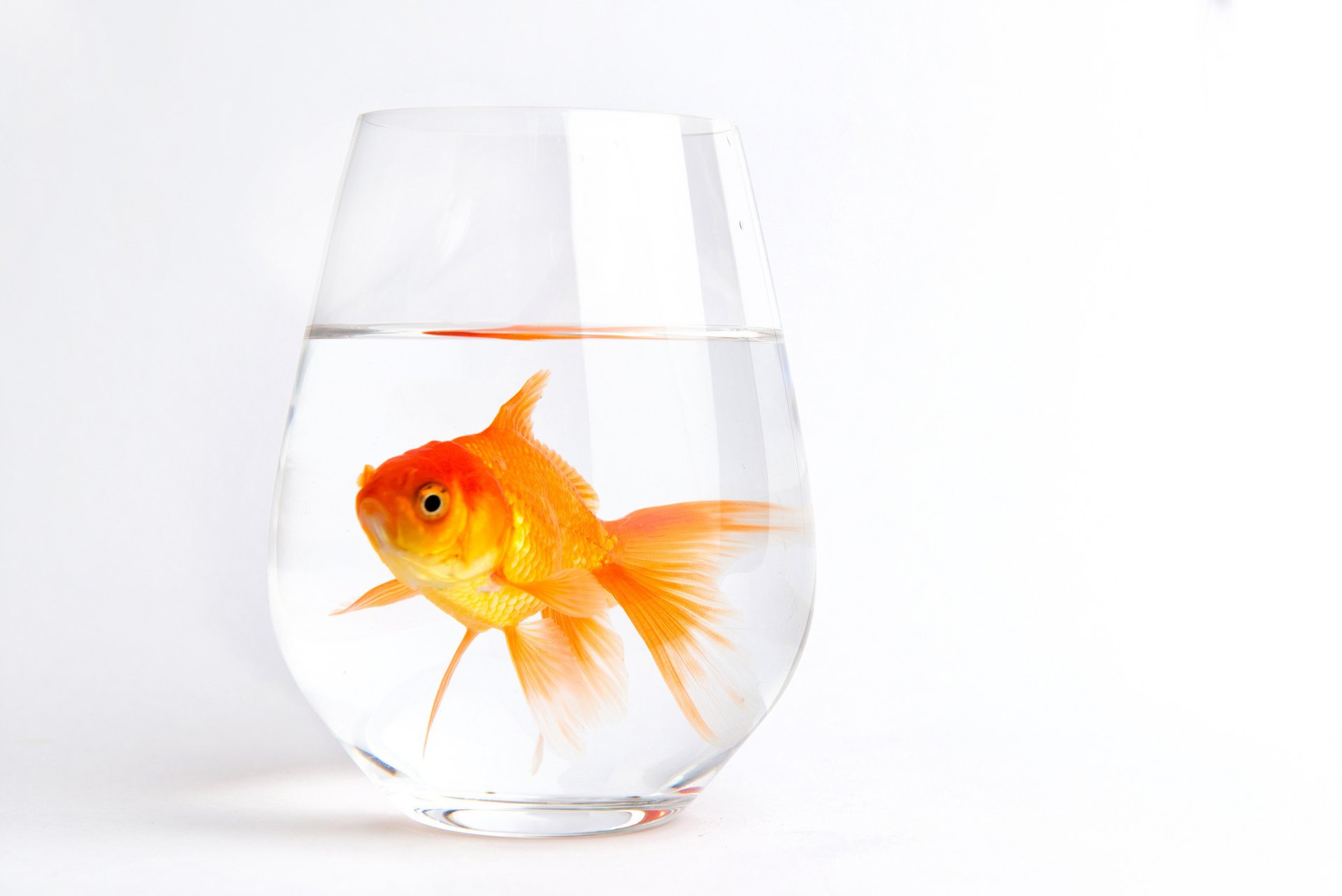 glass water gold white fish background