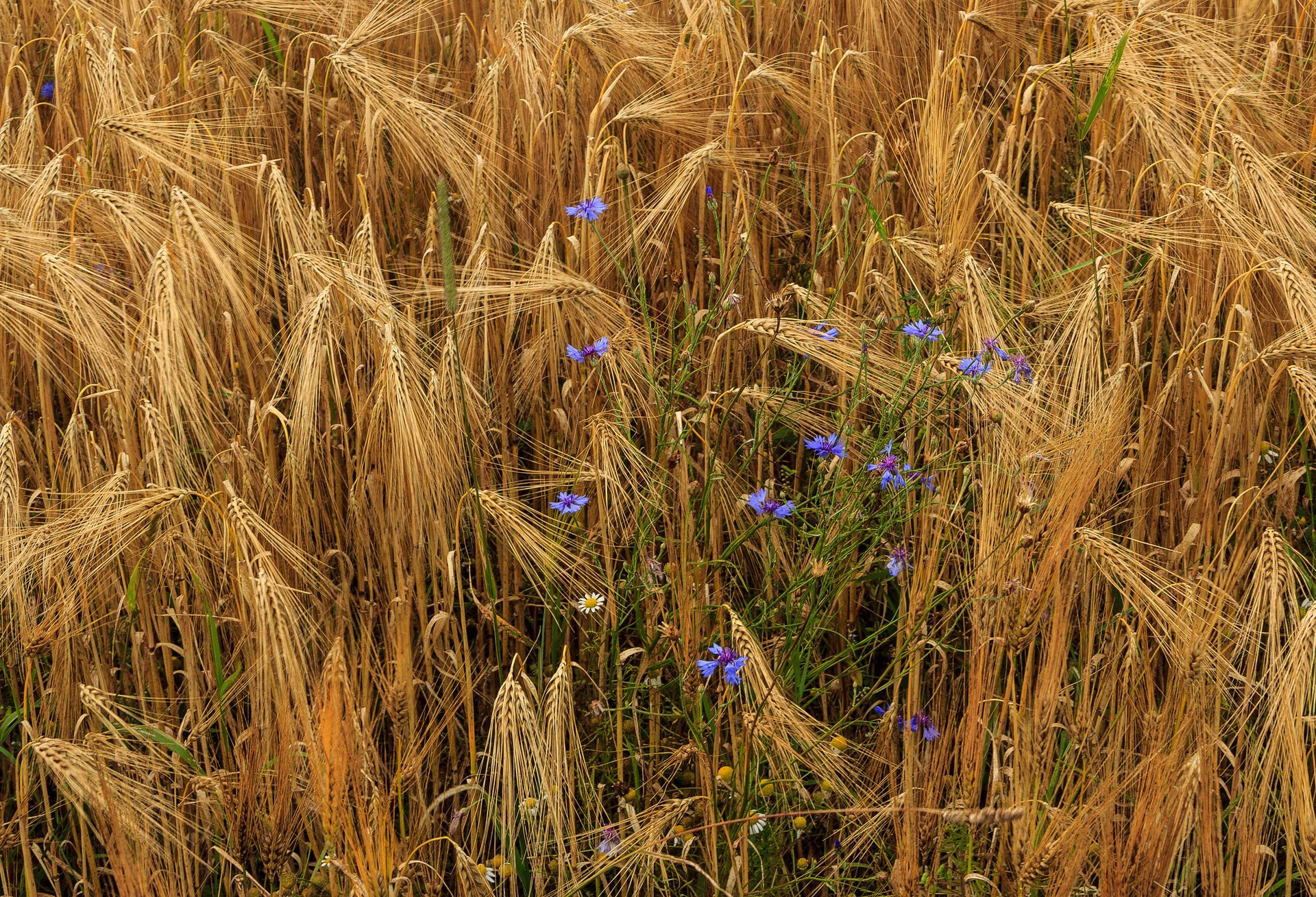 flowers wheat ears chamomile cornflower