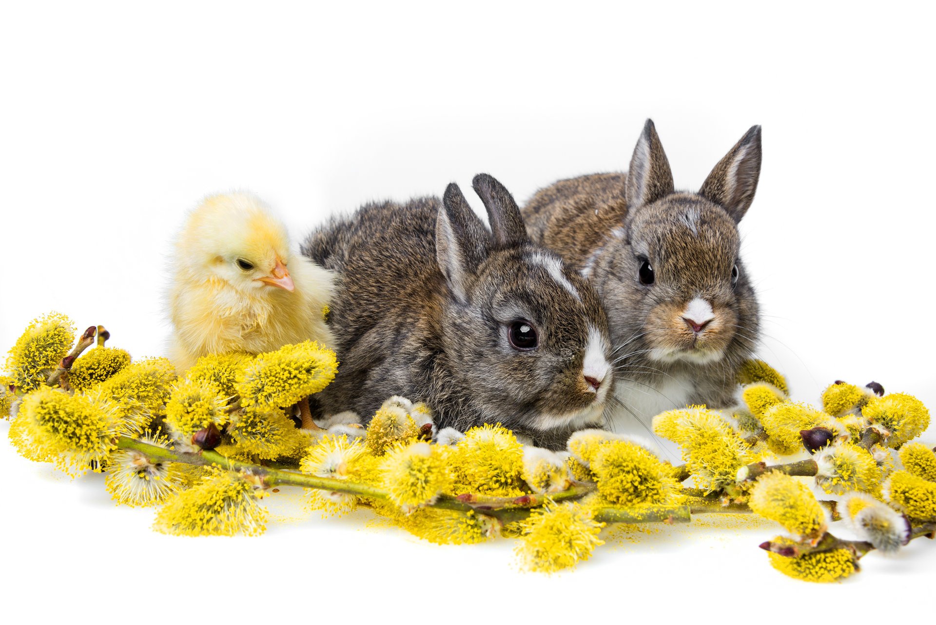 lapins poussin trinité saule petits fond blanc