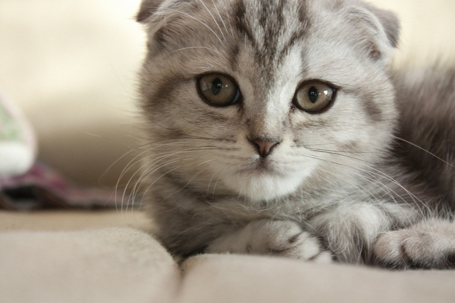 katze grau katze liegend schnauze