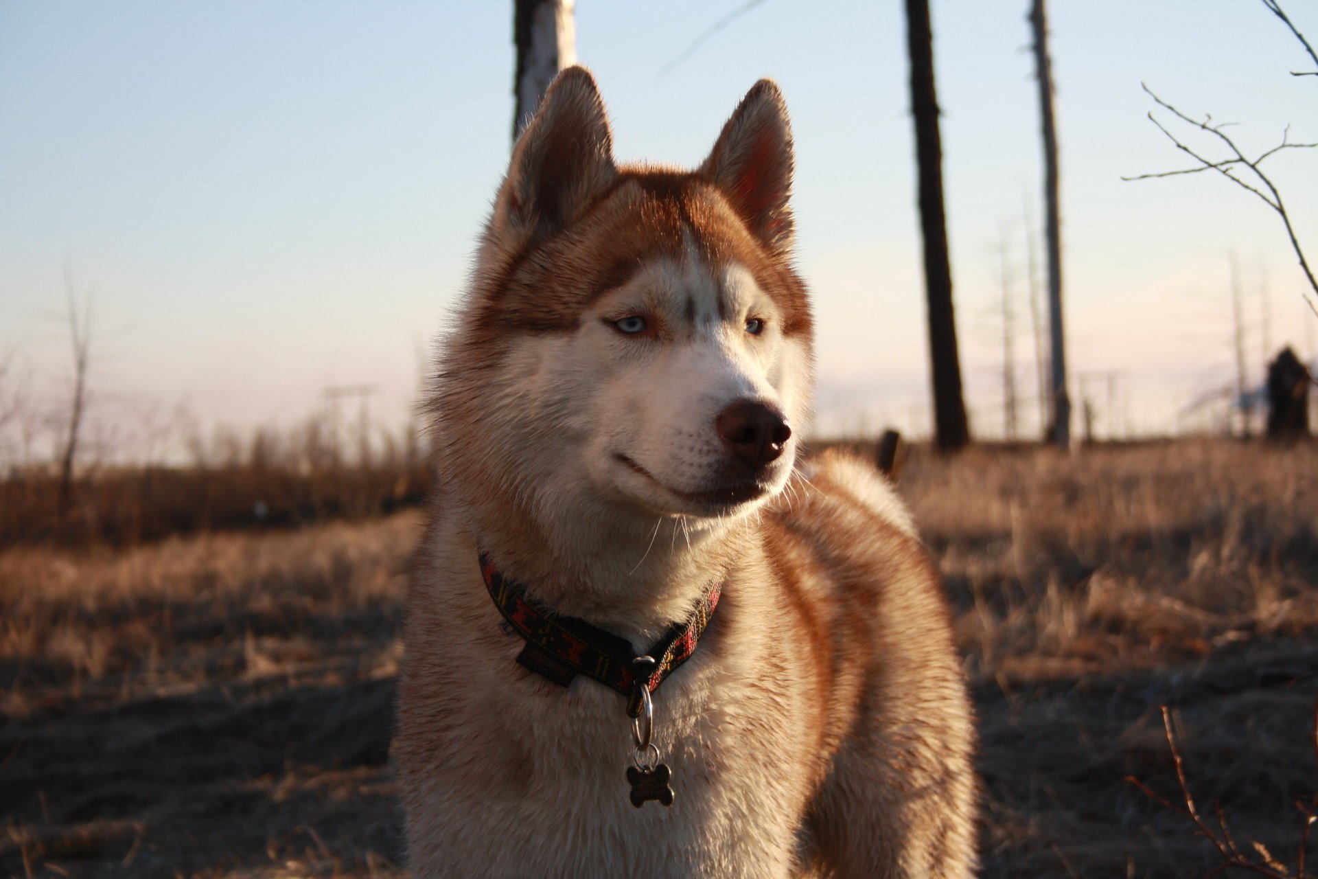 tundra perros husky