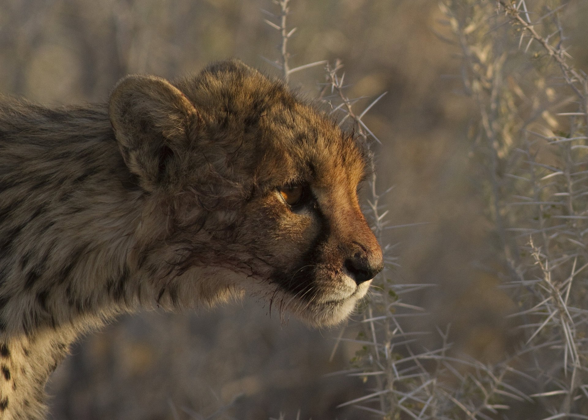 plants barb cheetah predator profile