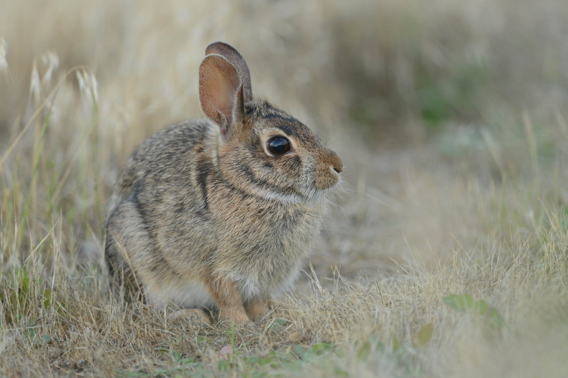 hare grass gray hare