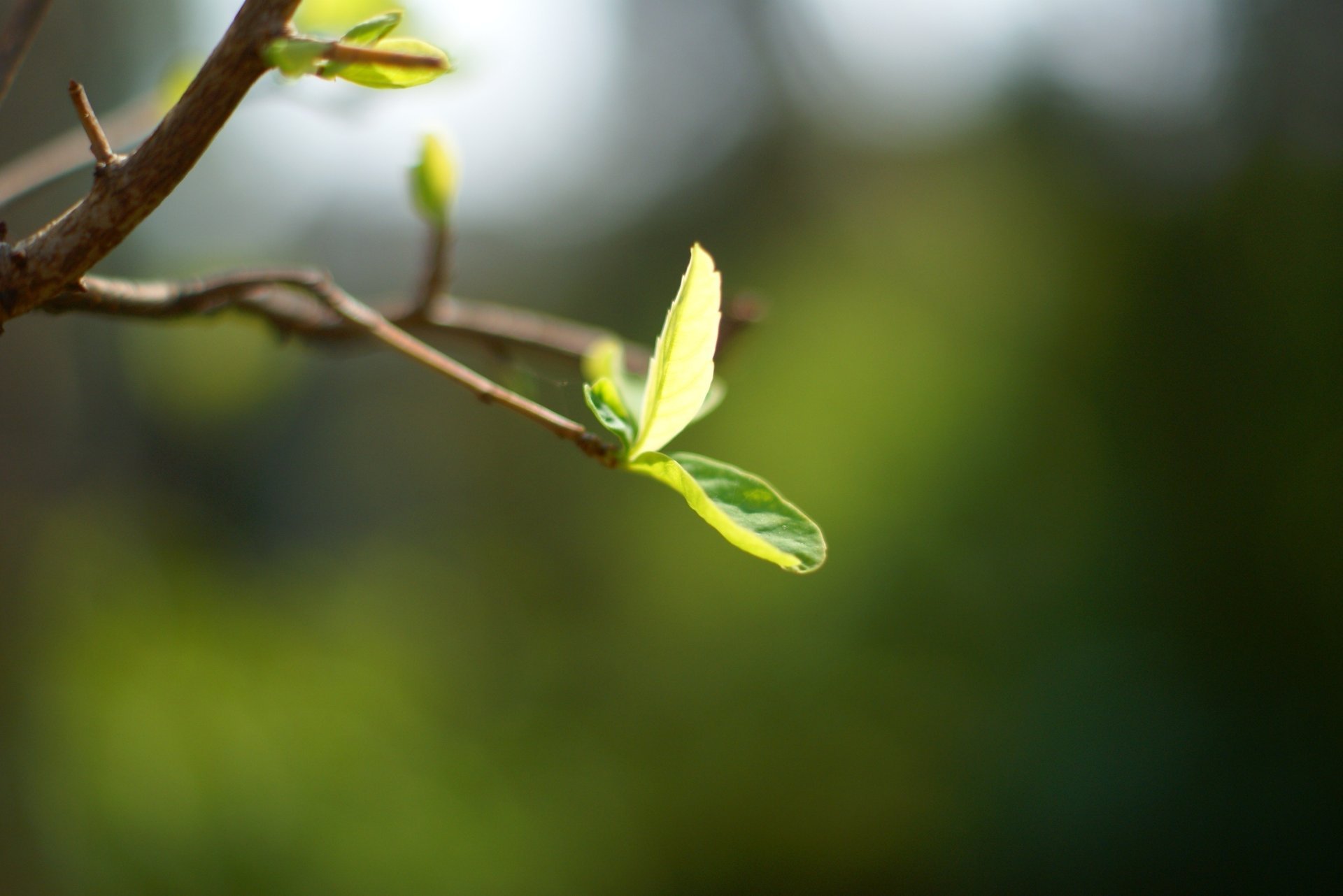 macro background green leaf tree branch leaf