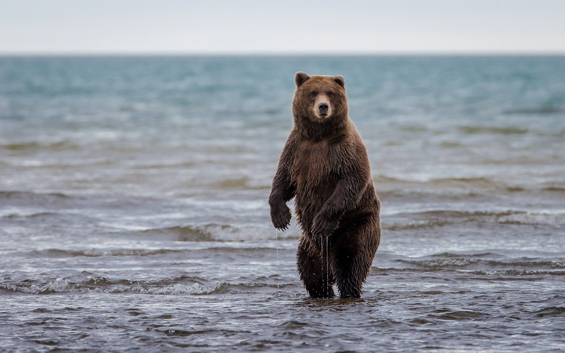 lago clark orso stand grizzly alaska