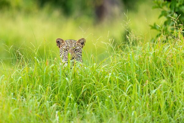 Leopard in the green grass in Africa