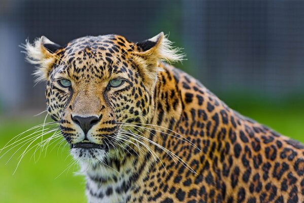 The leopard s stern muzzle looks into the distance