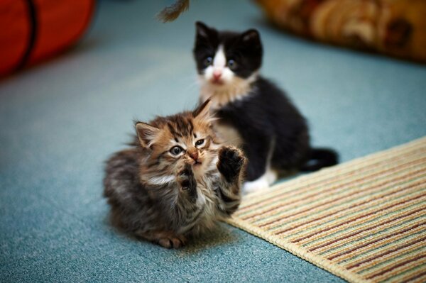 Cute kittens play fun on the floor