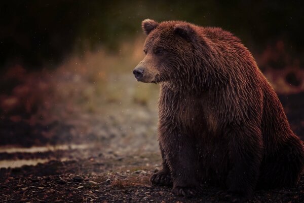 Orso bruno seduto tranquillamente