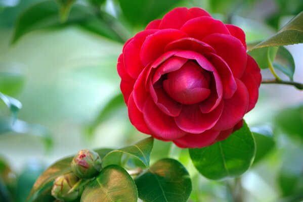 Gemma rossa di camelia su sfondo di fogliame verde. Fiore rosso. Camelia. Sfondi estivi