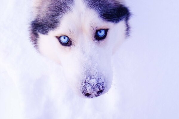 Hermoso Husky de ojos azules en la nieve