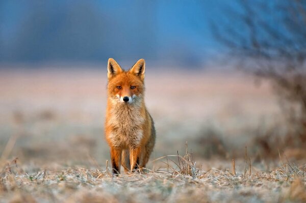 Fox hunting in the early frosty morning