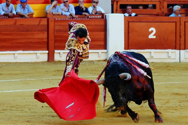 A metador performing tricks with a bull