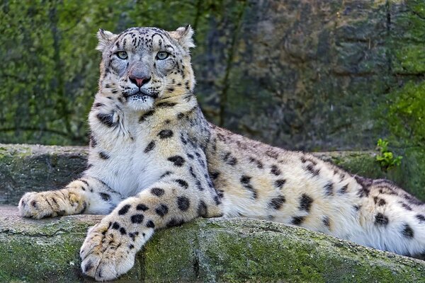 Leopardo de las Nieves llamado Irbis con una mirada hermosa