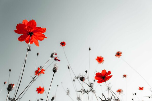 Fond d écran avec des fleurs rouges sur fond de ciel