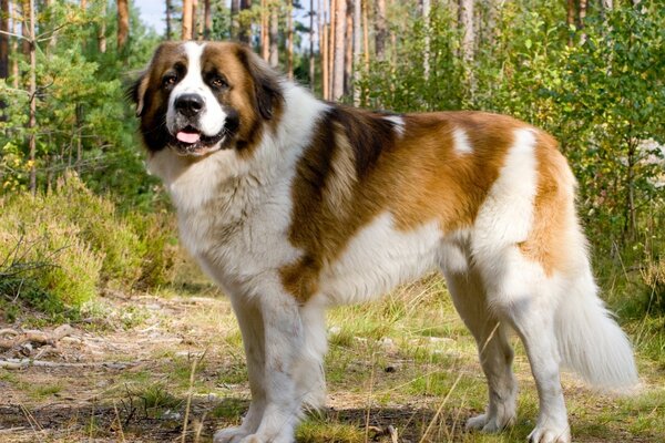 Perro guardián camina por el bosque de otoño