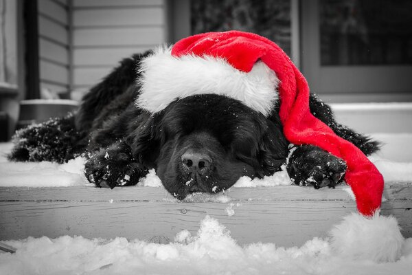 Ein schwarzer Hund schläft in einer roten Weihnachtsmütze