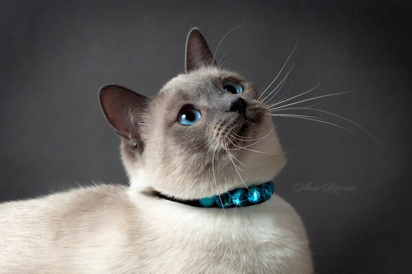 Gato tailandés sobre un fondo gris con ojos azules