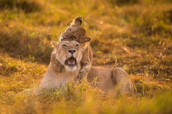 Mother lioness with a baby lion cub