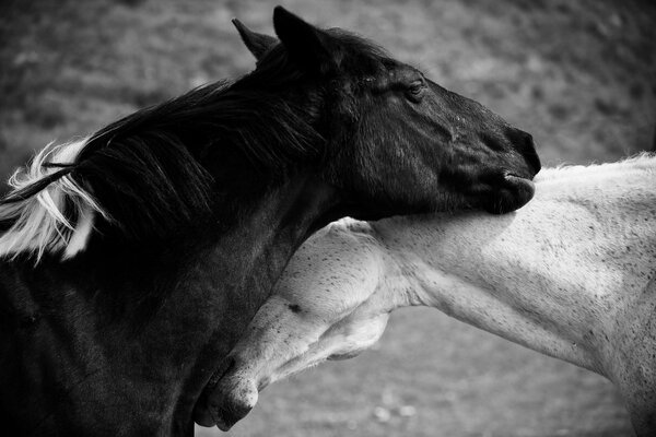 Chevaux noirs et blancs étreignant