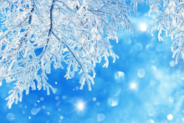 A snowy tree branch in sunlight on a blue background