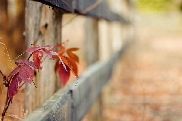 Red autumn leaves in the fence