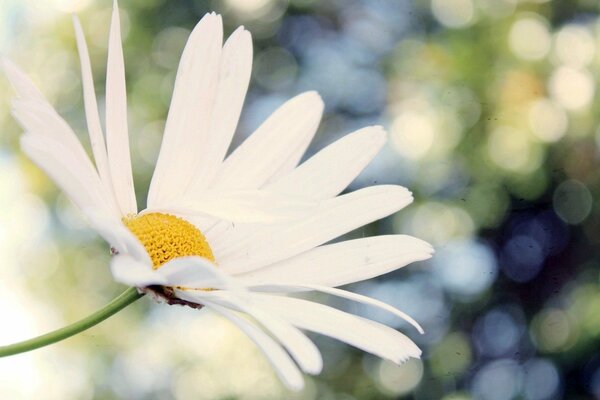 White daisy on a blurry background