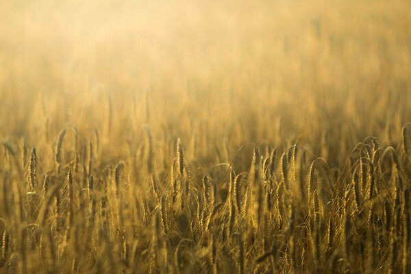 Espiguillas de centeno y trigo a la luz del sol en el campo