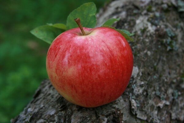 A close-up of a red apple lying on a tree