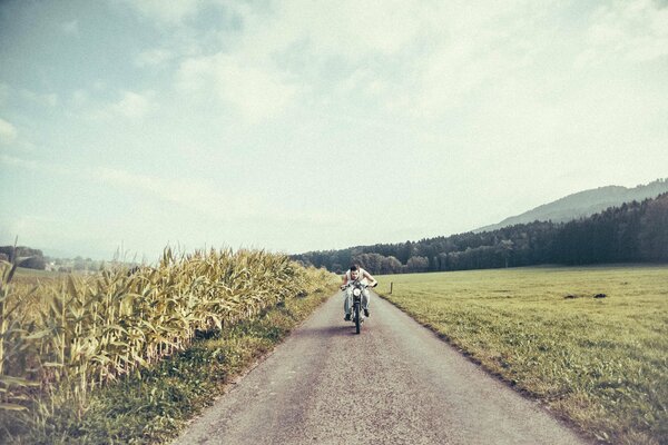 A man on a motorcycle rides through a field of corn