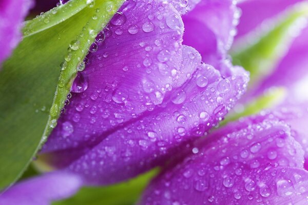 Фиолетовые тюльпаны в карельках росы. Свежие тюльпаны