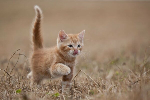 Rudowłosy kotek kroczy po trawie