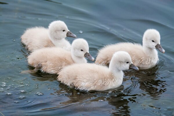 Baby swans flock swim