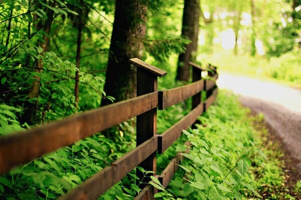 Fence along the road, green grass and tree trunks