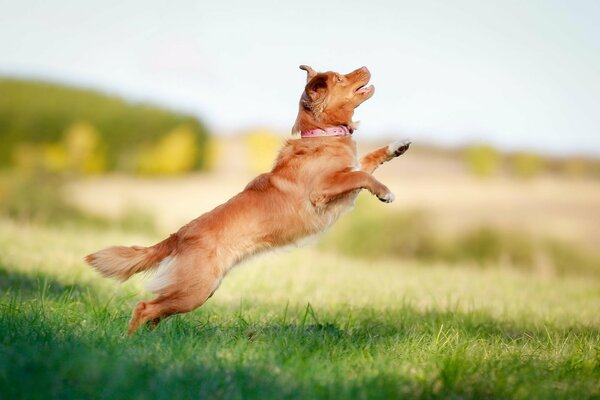 Schöner Hund im Sprung auf dem grünen Rasen