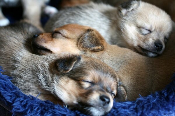 Puppies sleep sweetly in a cozy house