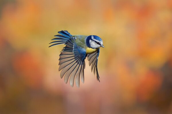 Tette in volo con le ali aperte