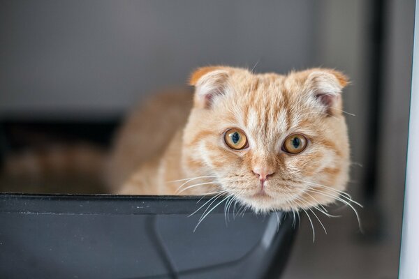 Scottish Fold guarda la telecamera