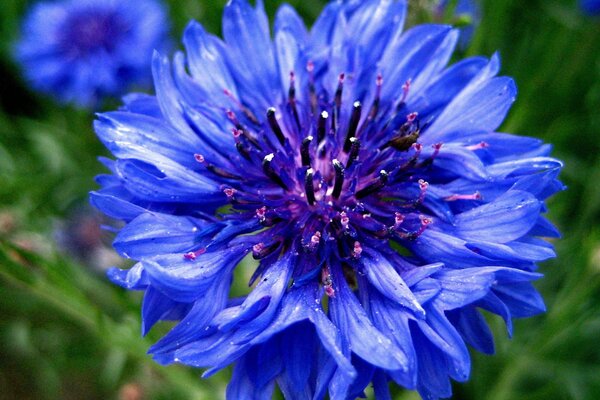 Juli-Erinnerungen an blaue Kornblumen