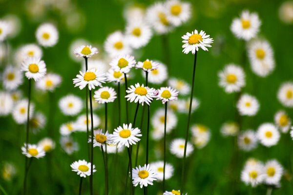 Weiße Gänseblümchen auf einem grünen Feld