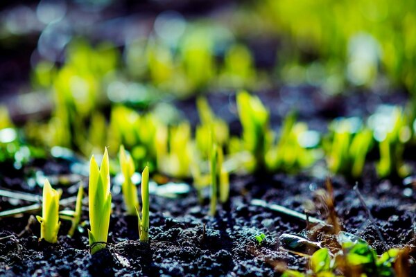 Green shoots of plants rising from the ground in macro photography